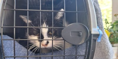 Frau will einen Anruf machen