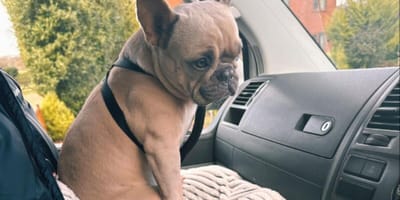 Bulldog francés sentado en el regazo en el coche