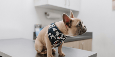 French Bulldog sitting on table at vet clinic
