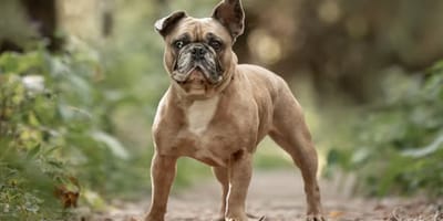 Frenkie, 3 jaar oud is op zoek naar een nieuw adoptiegezin