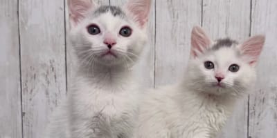 Fratelli gattini