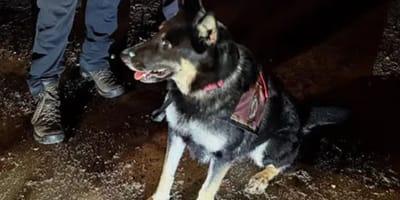 Freyja, Rettungshündin