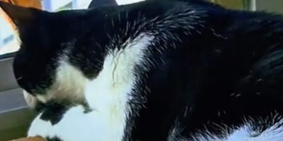 De kat Frida
