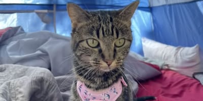 Fridge la chatte