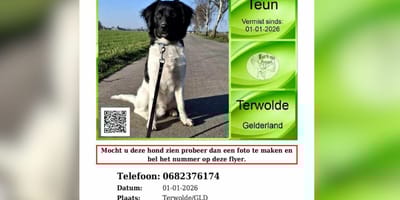 Friese Stabij Teun na nieuwsjaarsknal nog steeds vermist