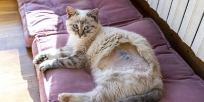 Chatte fraîchement stérilisée allongée sur un coussin