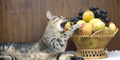 frutas de otoño que pueden comer gatos y perros