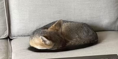 Renard sur un canapé