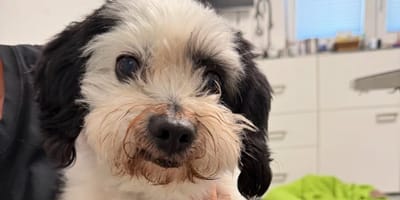 Fundhund Raudi