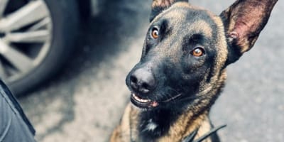 Galbi the police dog