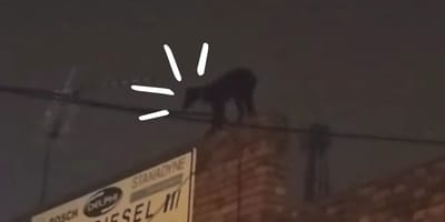 galgo-sobre-un-tejado-industrial-en-segovia