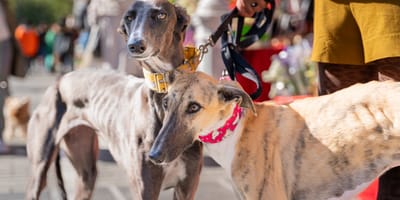 Galgos in der Fußgängerzone