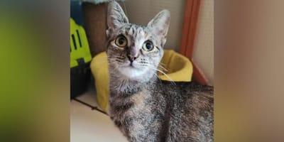 gata-fany-adopcion-valladolid
