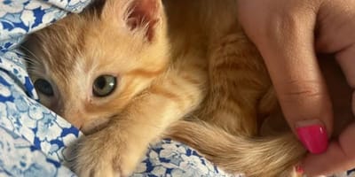 gatito-naranja-adopcion