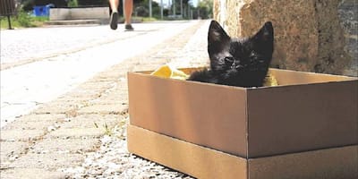 schwarzes Kätzchen in einer Kiste