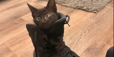Gatito y policía