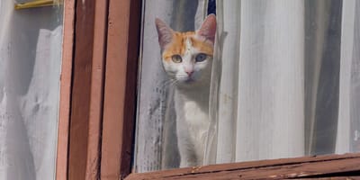 gatto-affacciato-finestra-santa-cruz-tenerife