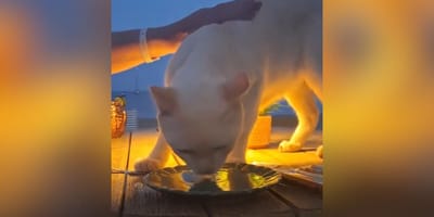 gato-callejero-rescatado-en-ibiza