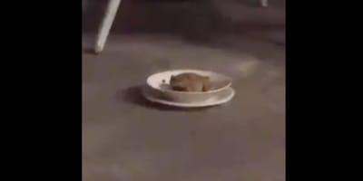 gatto accanto a ciotola di cibo vuota