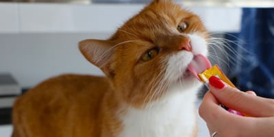 gato-lamiendo-snack-liquido-para-gatos