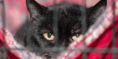 gato-negro-jaula