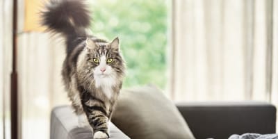 gato-Pro-Plan-LiveClear