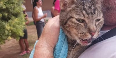 gato-rescatado-escombros-Benetusser