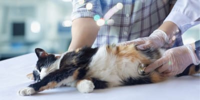 gato-urgencia-veterinaria