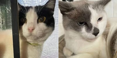 gatos-en-adopcion-hansel-gretel