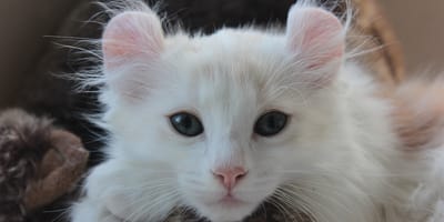 Gatti con le orecchie a ricciolo