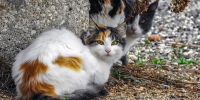gatti in strada