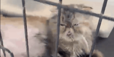 gatti nelle gabbie