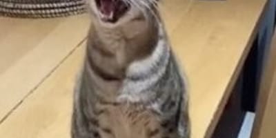 Blinder Kater sitzt miauend auf dem Tisch