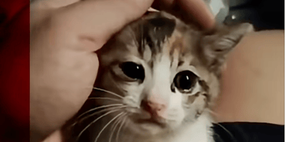 gattino tra le mani