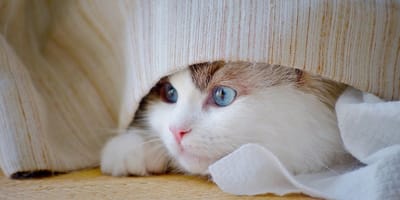 gatto