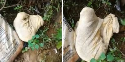 Chat abandonné et enfermé dans un sac