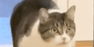 gatto allucinato