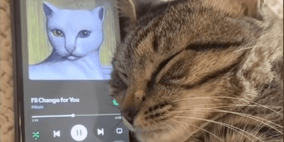 gatto ascolta la musica