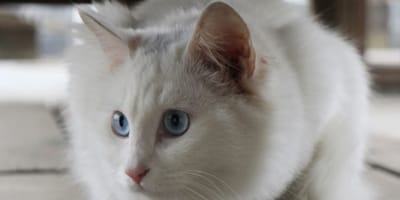 gatto bianco