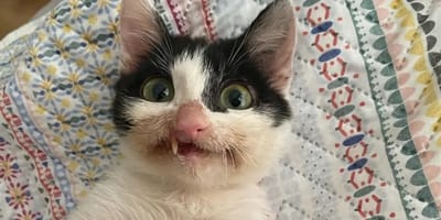 gato blanco y negro deformado