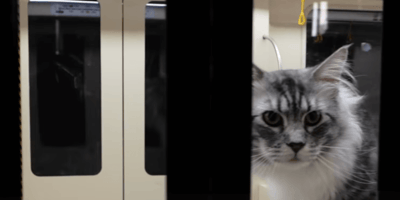 gatto in metropolitana