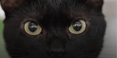 gatto nero