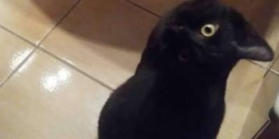 gato negro parece un cuervo