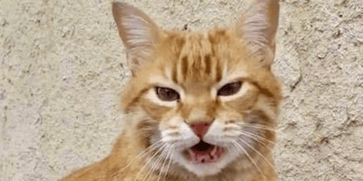 gatto Rossini