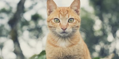 gatto rosso con occhi verdi