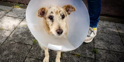 Geadopteerde hond Gaudi uit Spanje zorgt voor rekening van 6000 euro