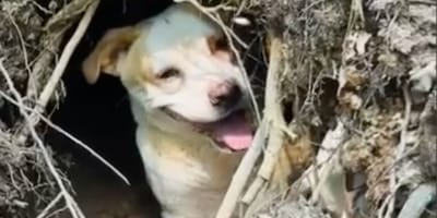 Georgia la chienne