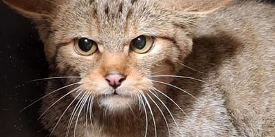 Gerettete Wildkatze