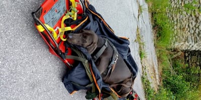 Geretteter Hund