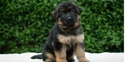 German Shepherd puppy